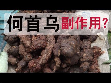 和首烏|何首烏：全面了解及其食用禁忌、功能和方法 – 杏壇中。